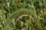 Japanese bristlegrass